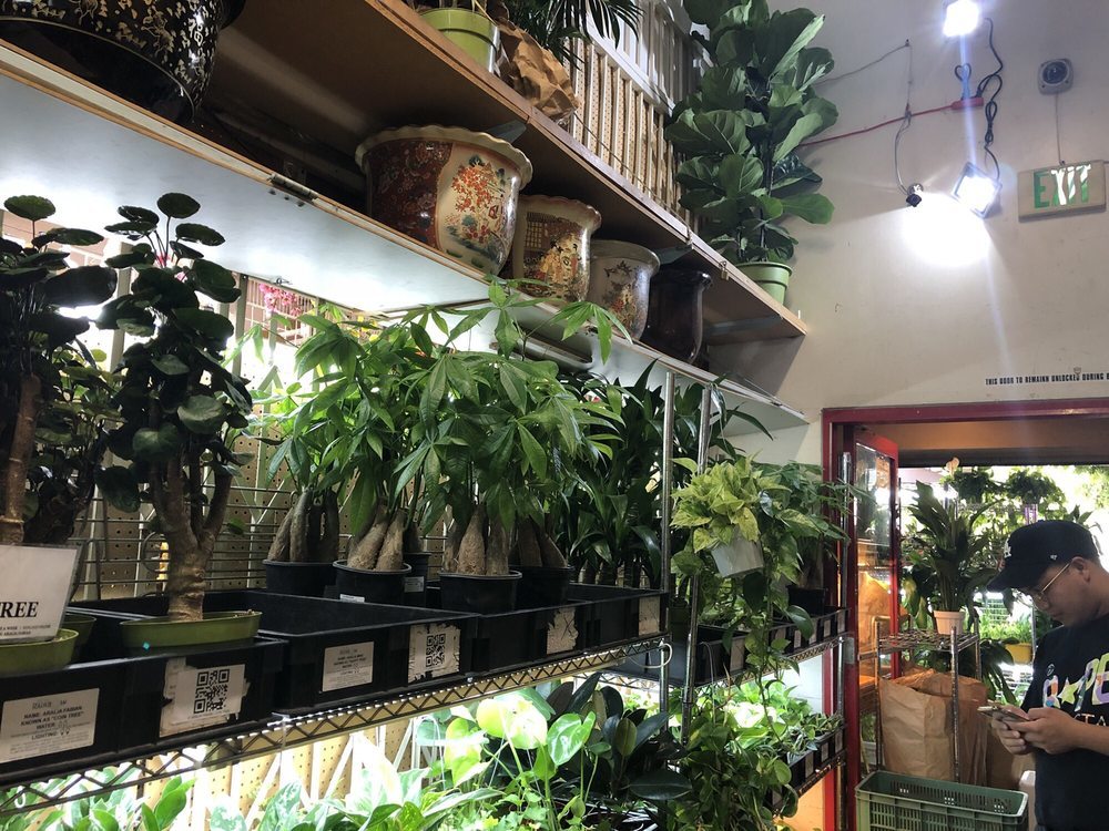 Plant store los angeles information