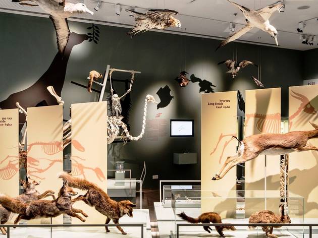 The Steinhardt Museum of Natural History The Steinhardt Museum of Natural History