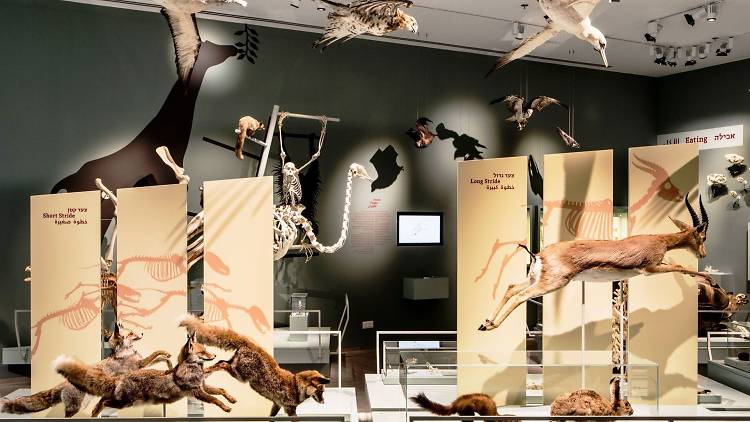 Marvel at the circle of nature in the Steinhardt Museum of Natural History