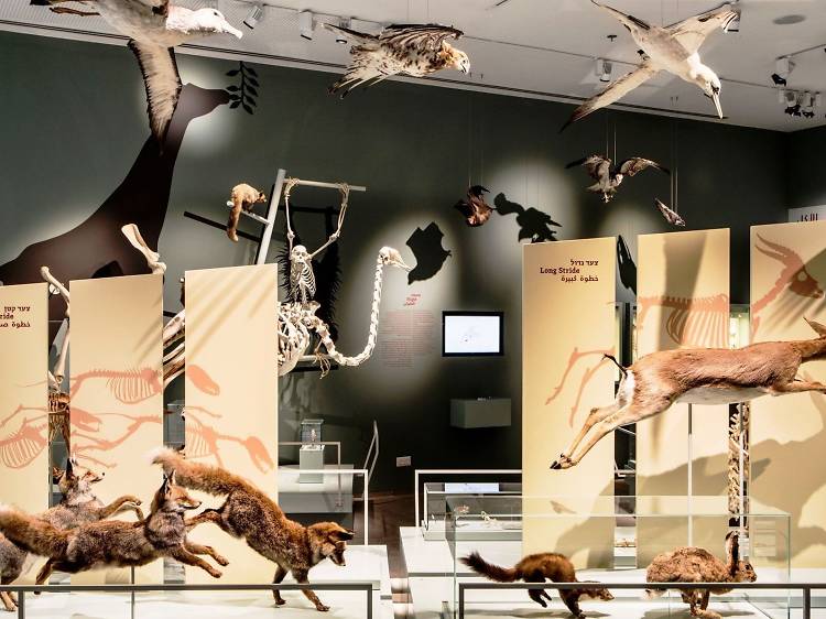Marvel at the circle of nature in the Steinhardt Museum of Natural History