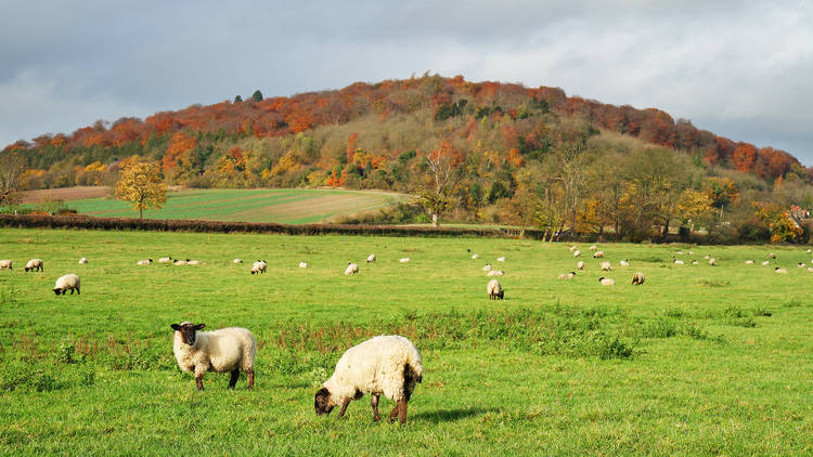 The hills perfect for wildlife spotting