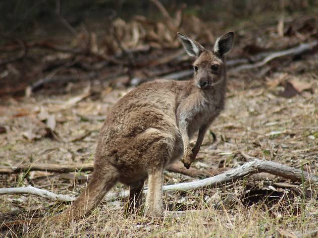 Generic kangaroos Generic kangaroos