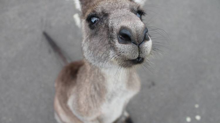 Cute animal encounters in Melbourne