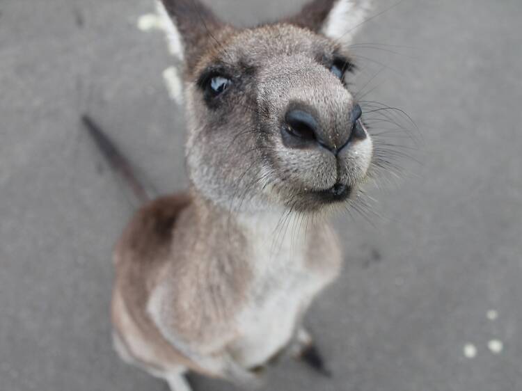 Cute animal encounters in Melbourne