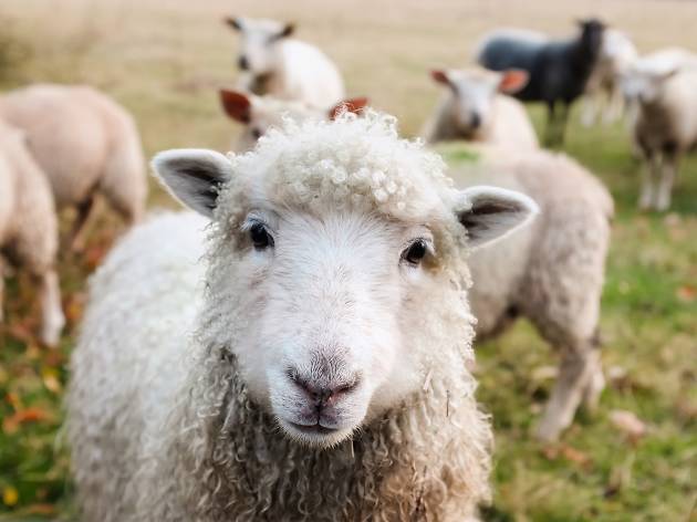 Generic sheep Generic sheep
