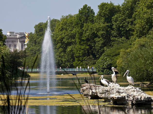 St James’s Park, Pelicans and Buckingham Palace
