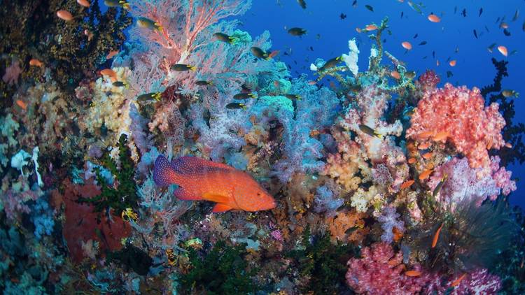 Raja Ampat, Indonesia