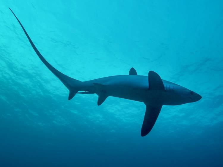 Malapascua, Philippines