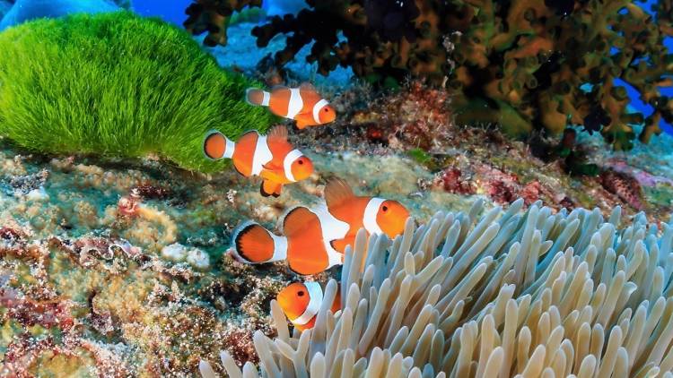 Similan Islands, Thailand