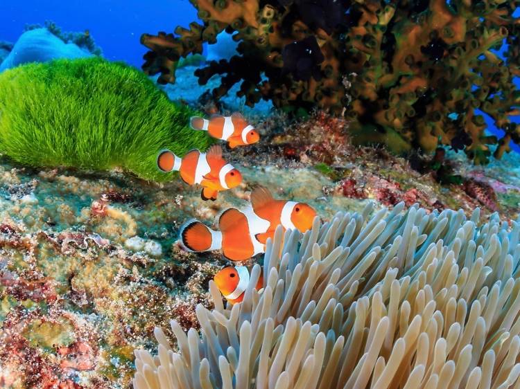 Similan Islands, Thailand