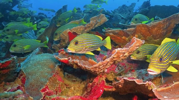 Tubbataha Reef National Marine Park, Philippines