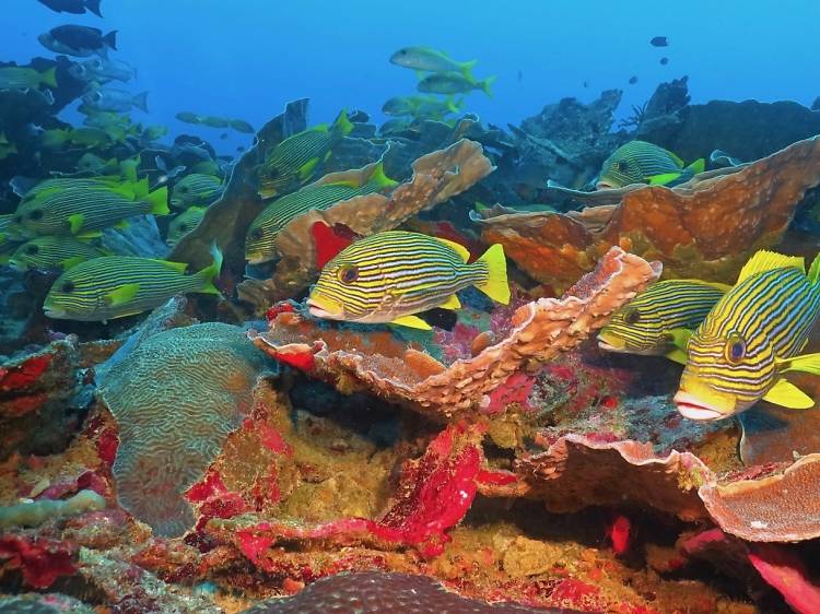 Tubbataha Reef National Marine Park, Philippines