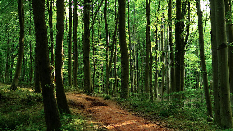 Walk inside a wooded wonderland at Belgrad Forest