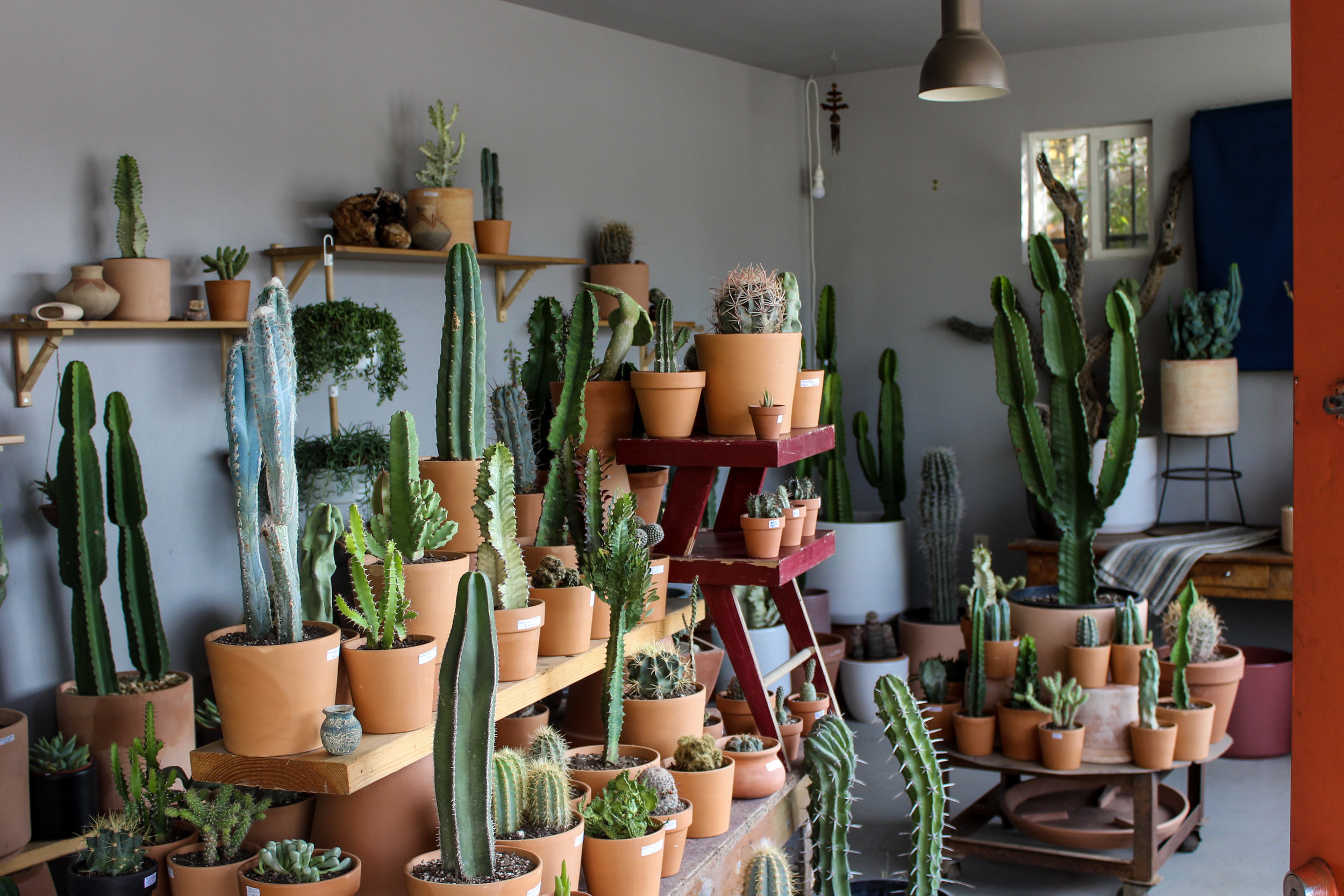 Hot Cactus Echo Park 8 Cactus Gardens in L.A. for Succulent Obsessives