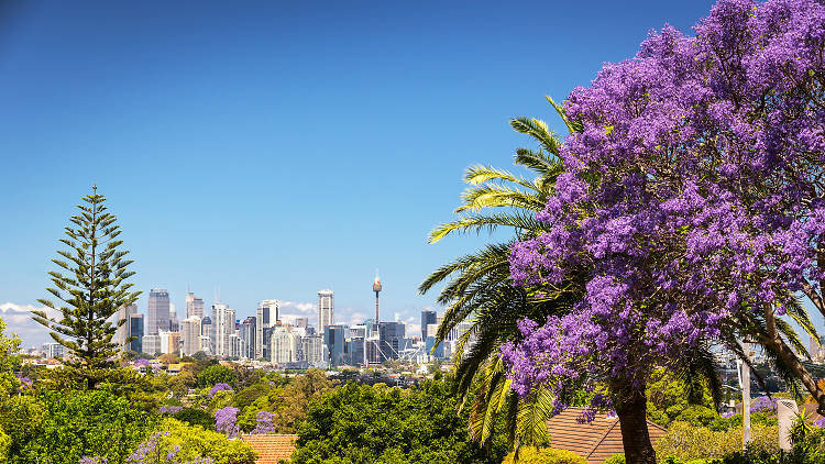 Jacaranda tree with city skyline view from Greenwich