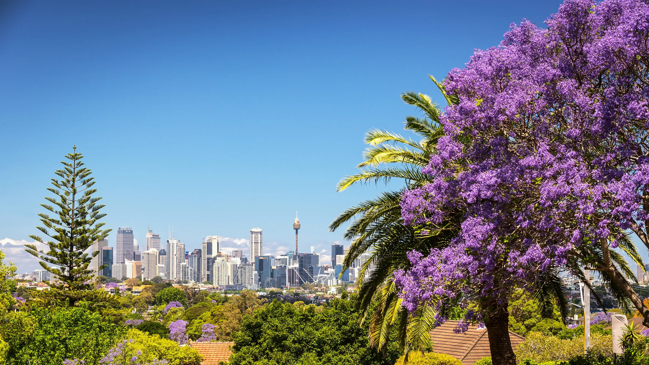 Jacarandas in Sydney