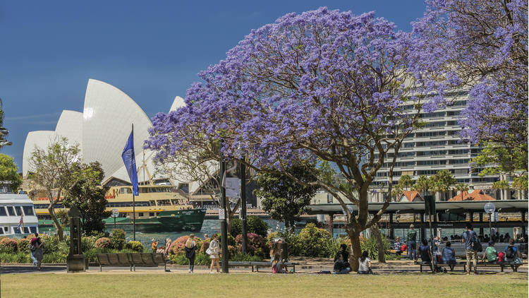 There has been a proper attempt to make Sydney green