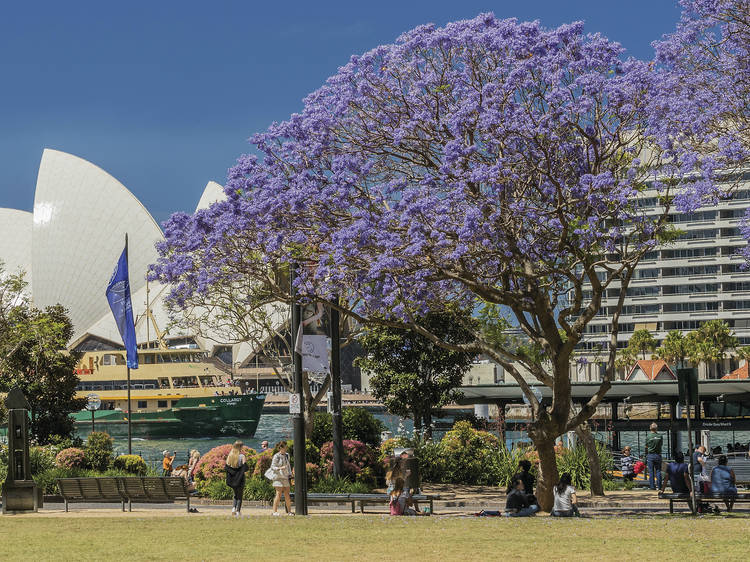 There has been a proper attempt to make Sydney green