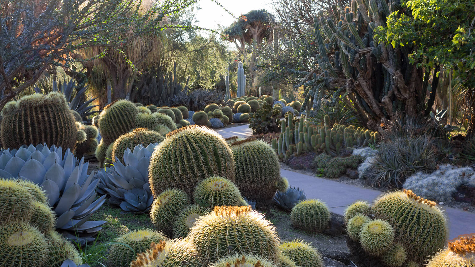 8 Cactus Gardens in L.A. for Succulent Obsessives