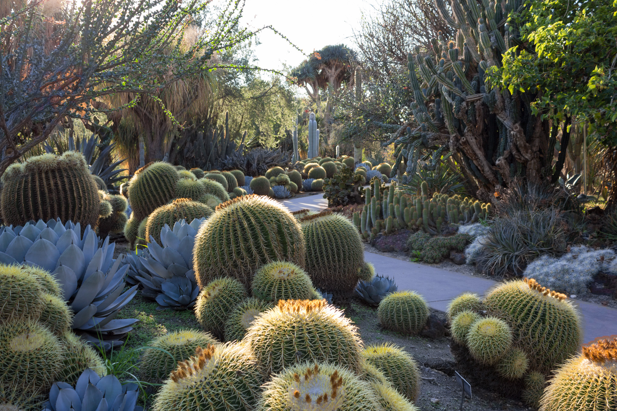 cactus garden design