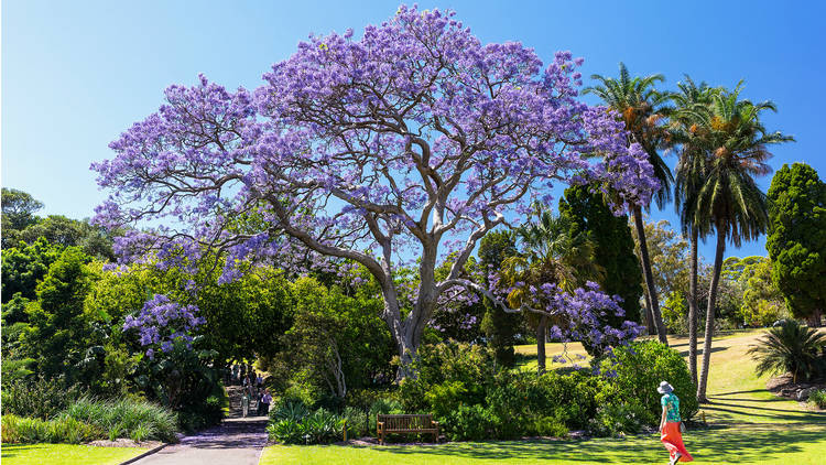 Jacaranda tress at the Royal Botanic Gardens.