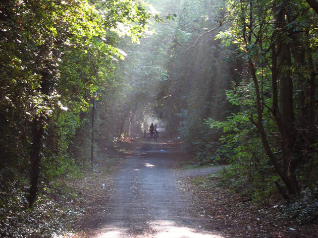 forest bike rides near me