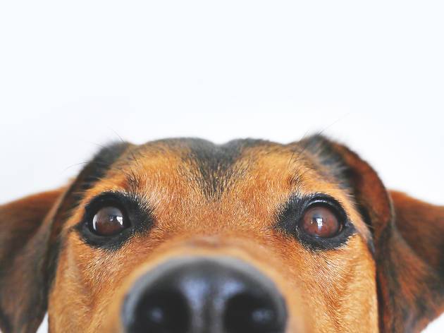 cão a espreitar cão a espreitar