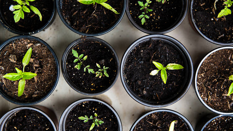 Green plants