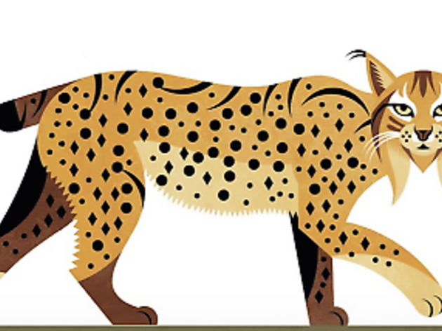 Lince ibérico Lince ibérico