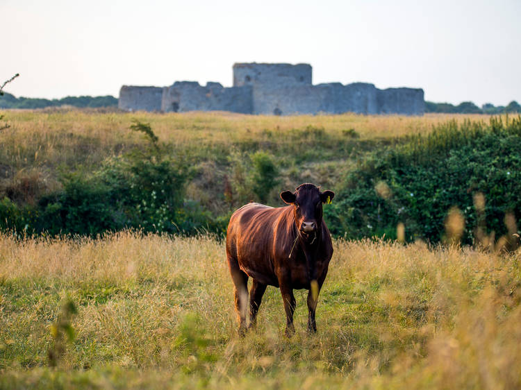 Head to Rye Nature Reserve