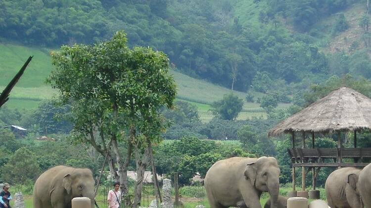 Walk with elephants at Elephant Nature Park