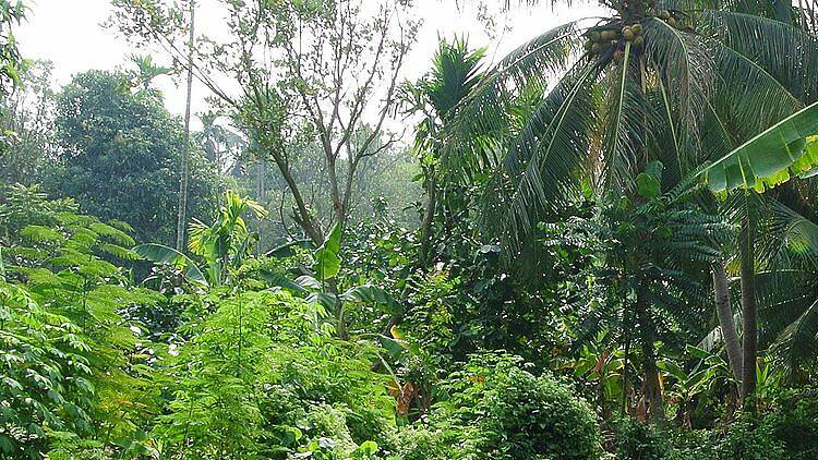 Cycle around Bangkok’s “Green Lung”