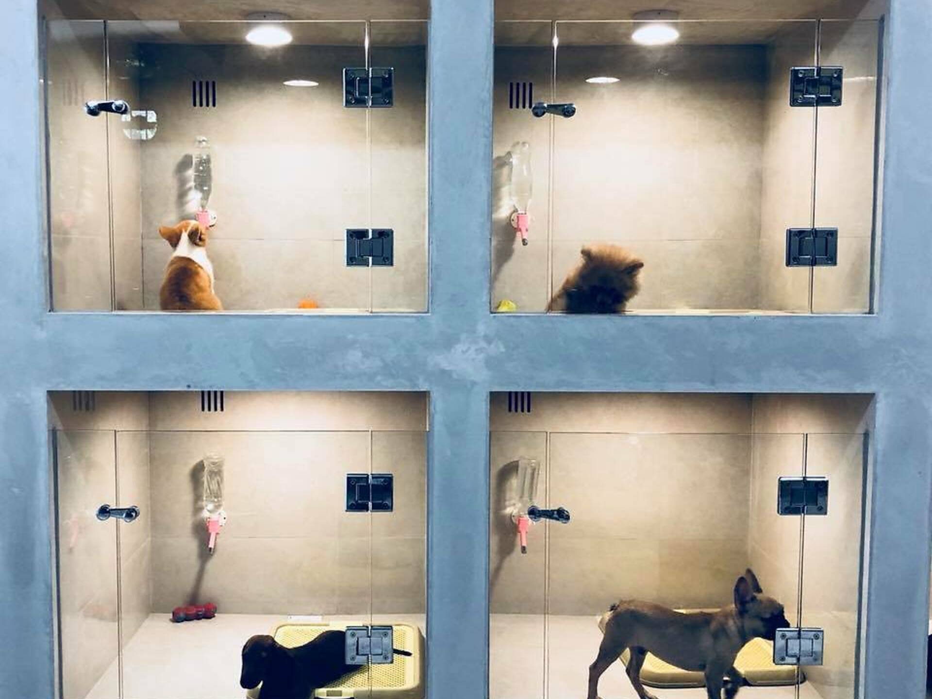 The Best Pet Shops in Singapore