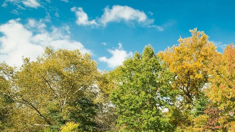 Scenic Fall Foliage Lunch Cruise