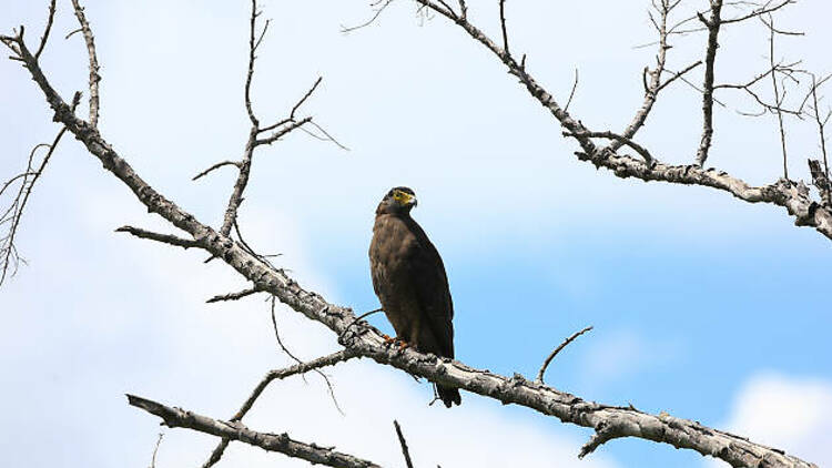 Kumana National Park