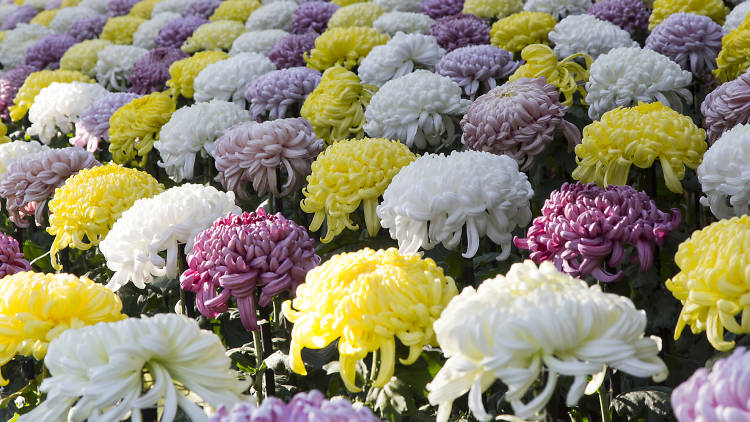 Chrysanthemum Exhibition at Shinjuku Gyoen