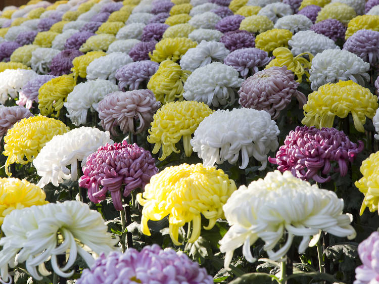 Chrysanthemum Exhibition