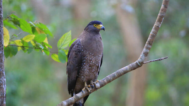 Wilpattu National Park