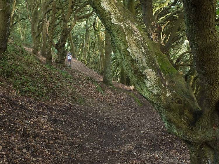 Mawnan Wood, Cornwall