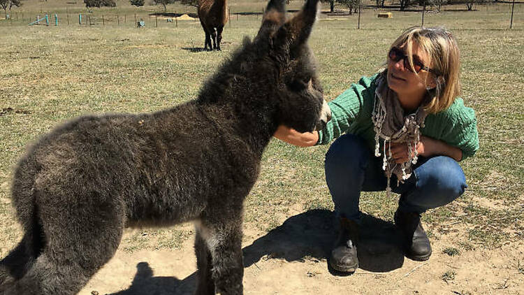 Alpaca Magic