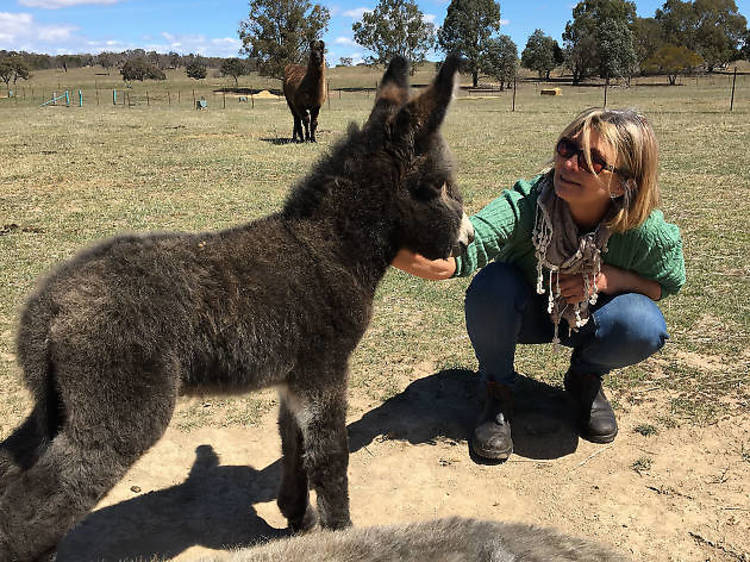 Alpaca Magic