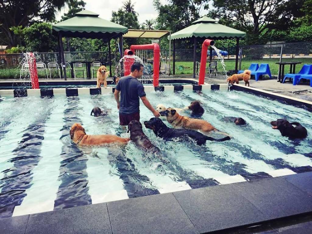 8 Best Pet Hotels in Singapore