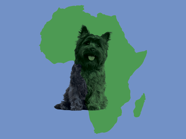 Totally Toto Totally Toto