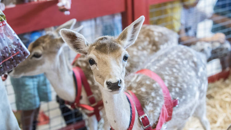 2 baby deer 