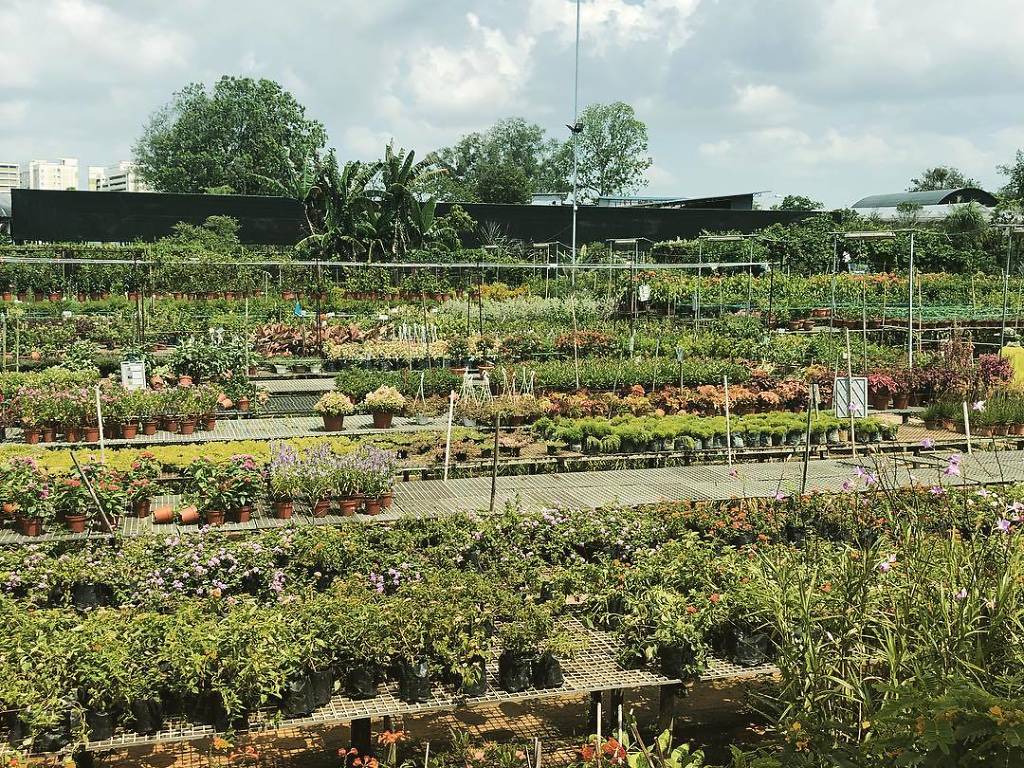 15 Best Plant Shops in Singapore For Starting Your Indoor Garden