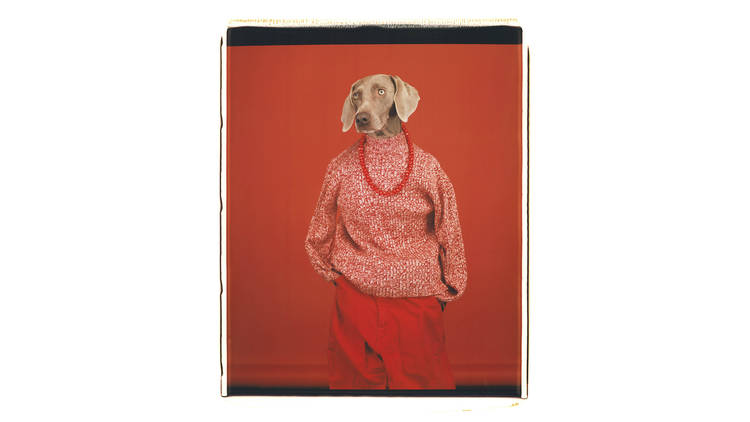 William Wegman, 'Casual', 2002. Collection of the artist.