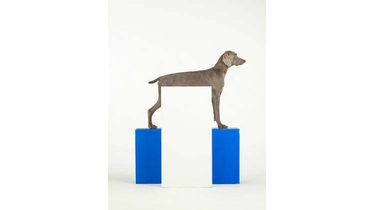 William Wegman, 'White Out', 2014. Collection of the artist.