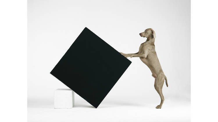 William Wegman, 'Constructivism', 2014. Collection of the artist.