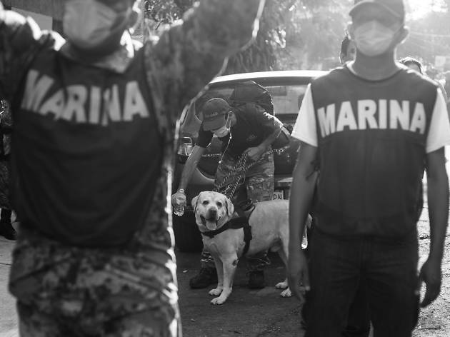 Frida: perrita rescatista Frida: perrita rescatista