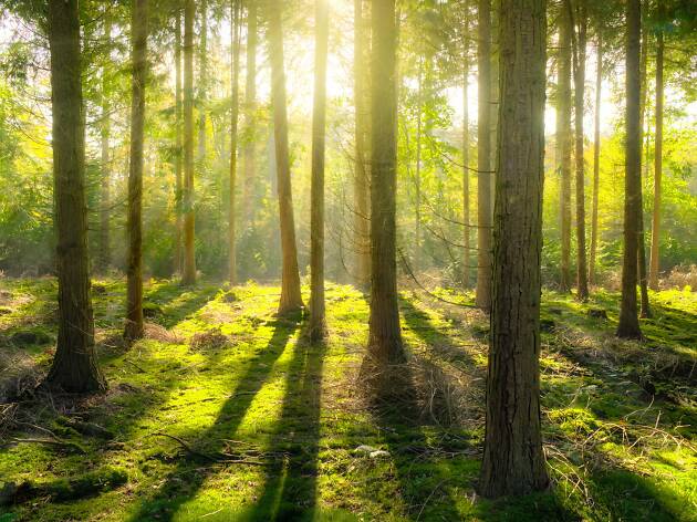 Floresta As plantações são feitas por voluntários